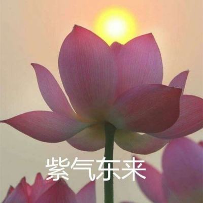 代号坠月危机手机版下载